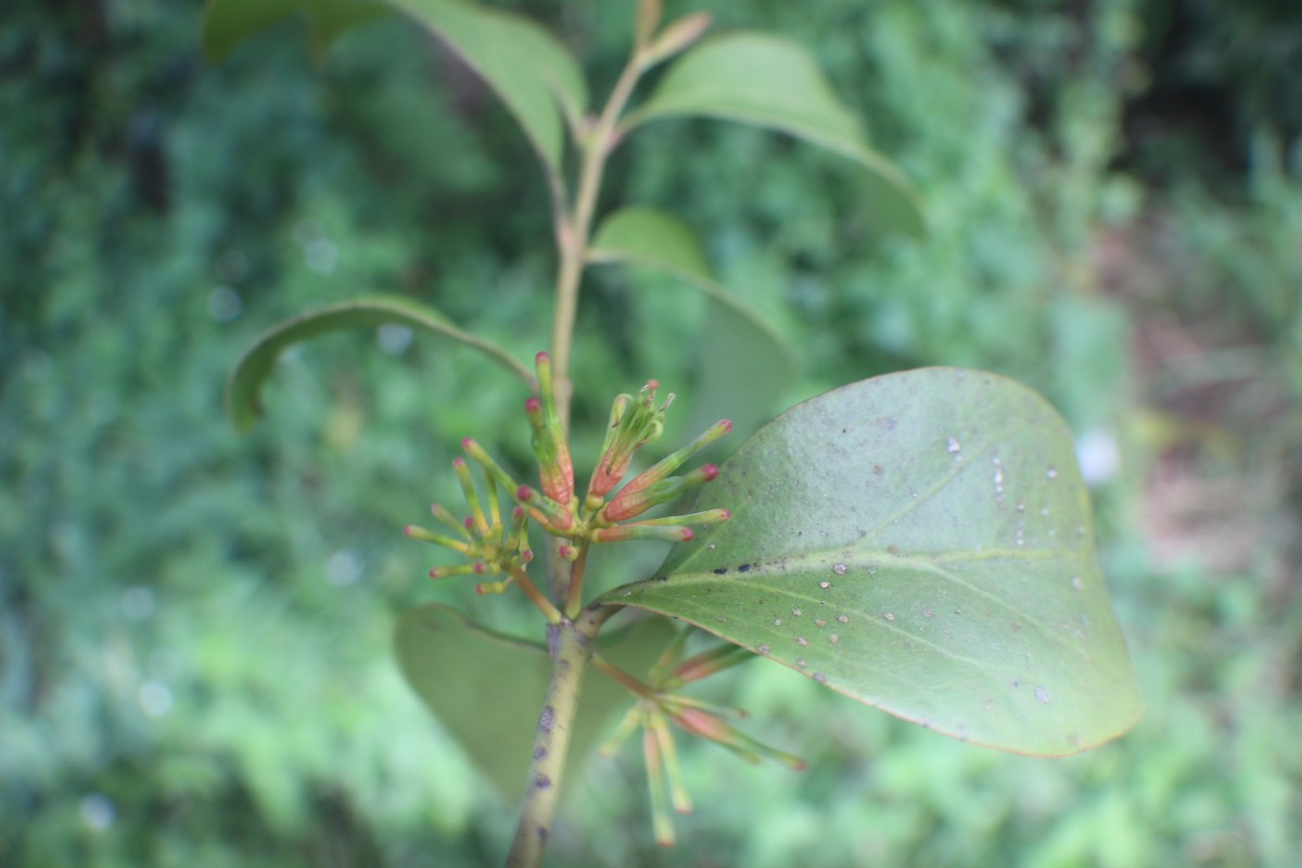 Dendrophthoe neelgherrensis (Wight & Arn.) Tiegh.